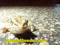 /home//u458753944/public_html/sourcegallery//////////////////////////////Roxborough Toad Detour/2023/2023-03-23/P3230618.JPG
